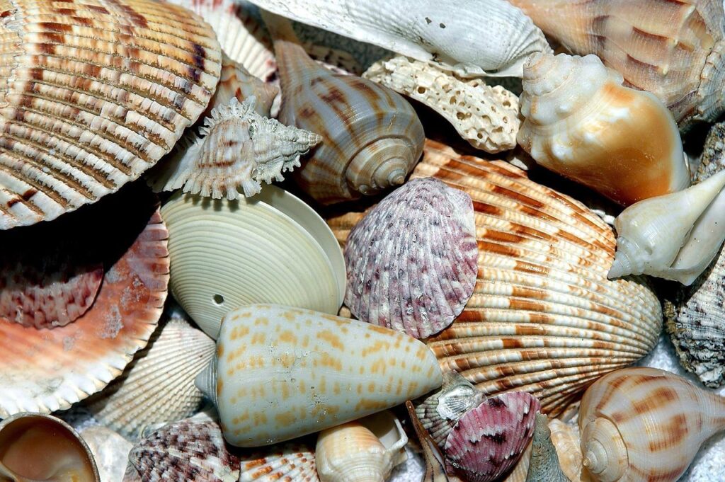 sea shells, shell, beach shell-1886613.jpg