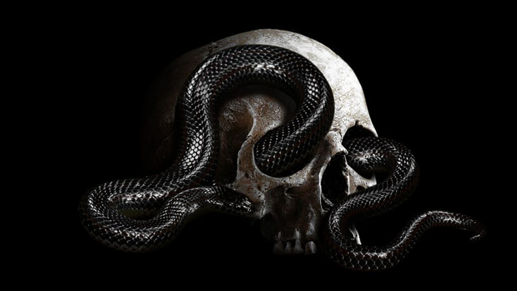snake, head, savage-5405862.jpg