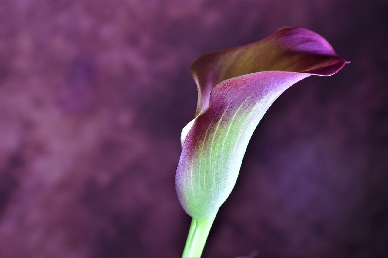 calla lily, flower, beautiful flowers-8025040.jpg
