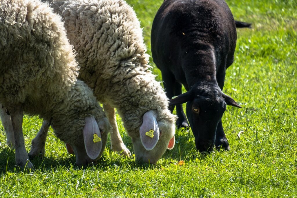 sheep, graze, black sheep-4152632.jpg